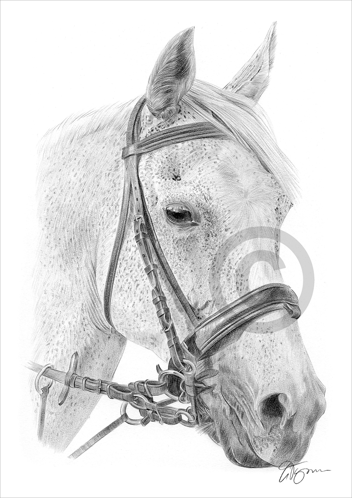 Pencil drawing of a white horse by artist Gary Tymon