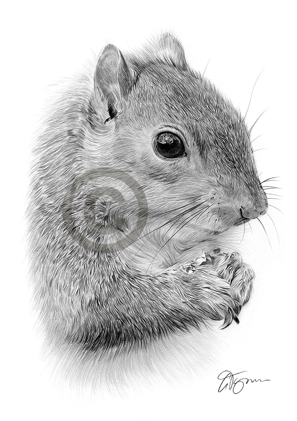 Pencil drawing of a grey squirrel by UK artist Gary Tymon