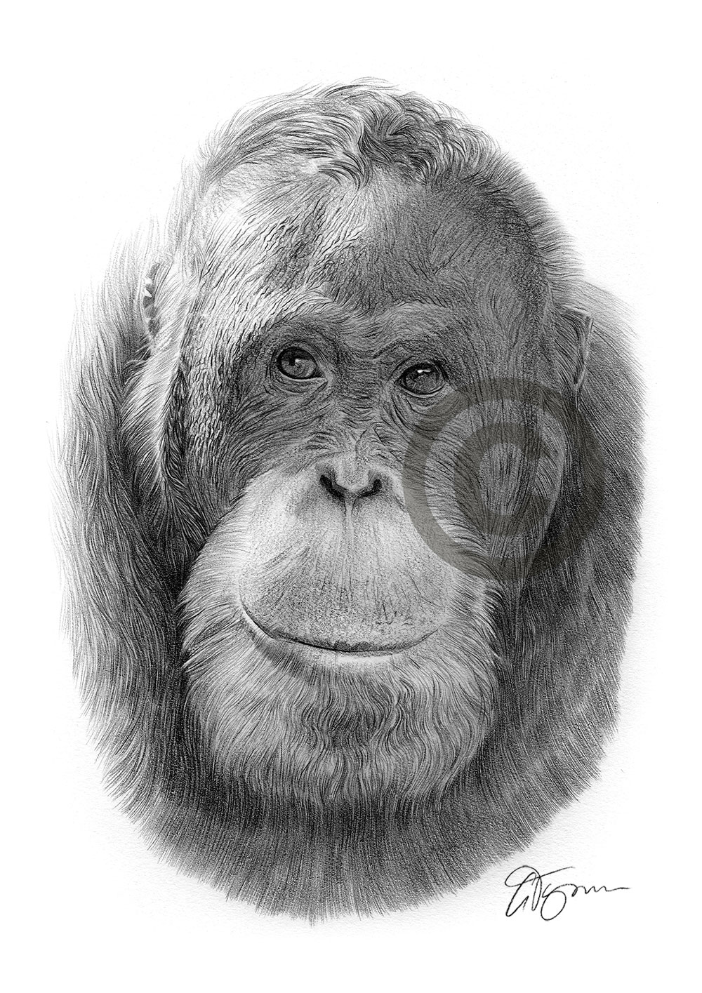 Pencil drawing of an orangutan by artist Gary Tymon