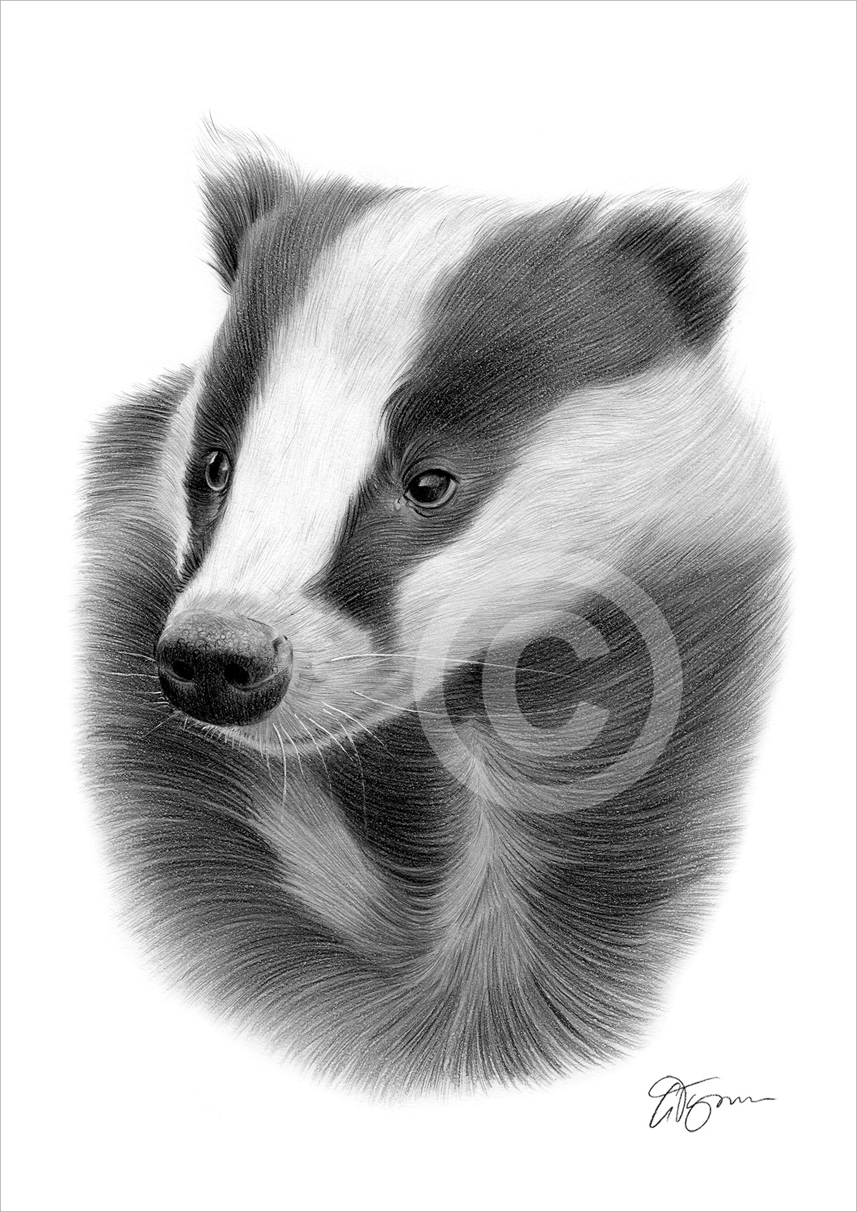 Pencil drawing of a badger by UK artist Gary Tymon
