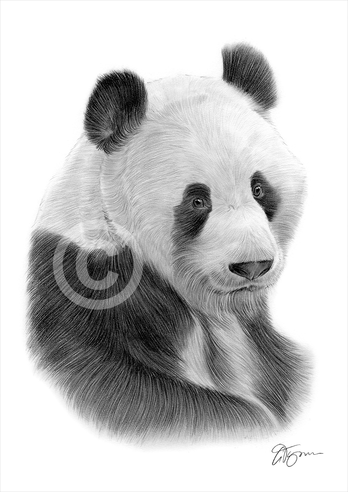 Pencil drawing of a giant panda by UK artist Gary Tymon