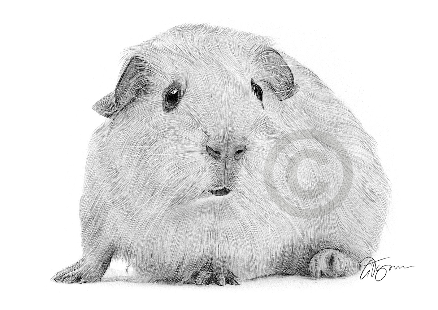 Pencil drawing of a guinea pig by artist Gary Tymon