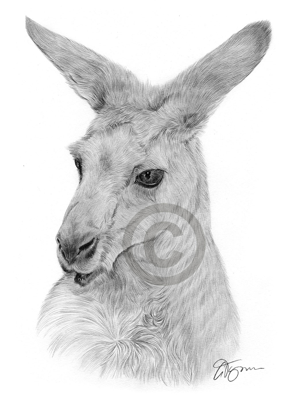 Pencil drawing of a kangaroo by UK artist Gary Tymon