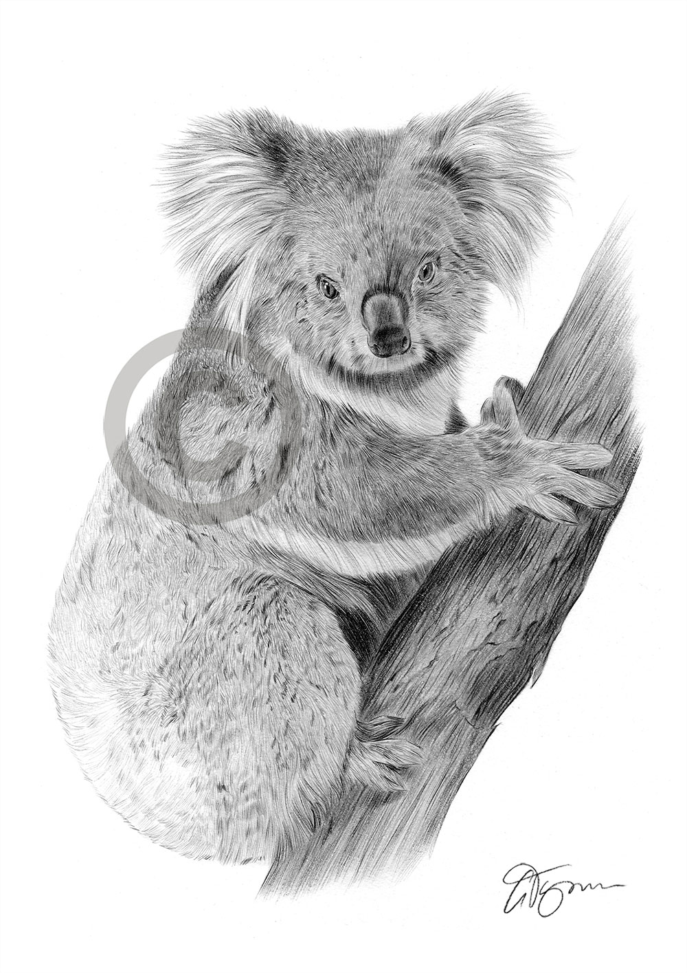 Pencil drawing of an adult koala bear by artist Gary Tymon
