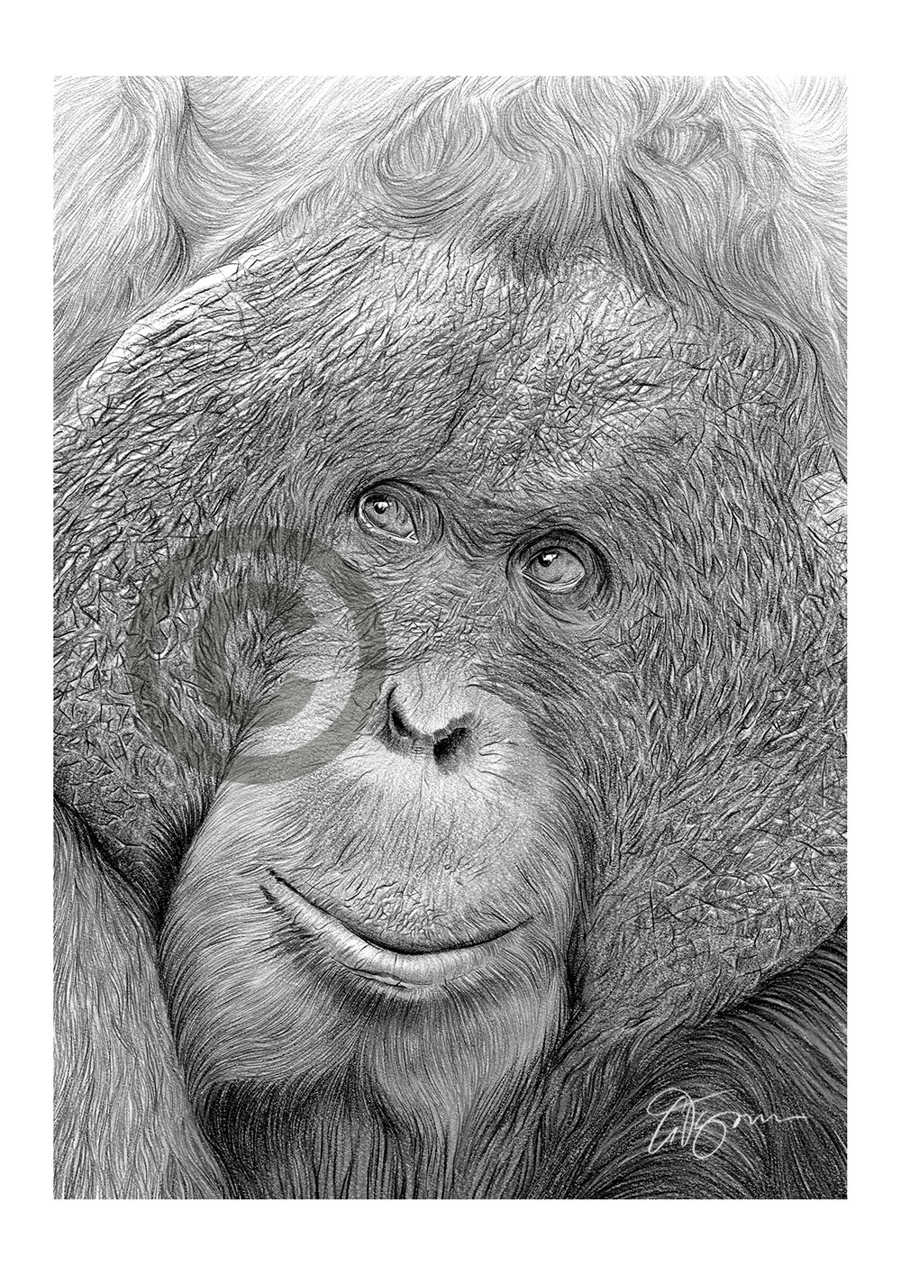 Pencil drawing of an adult orangutan by artist Gary Tymon
