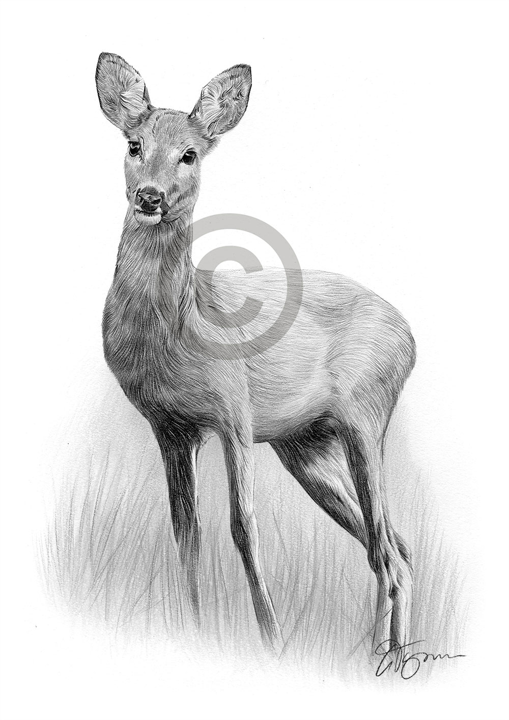 Pencil drawing of a roe deer by UK artist Gary Tymon