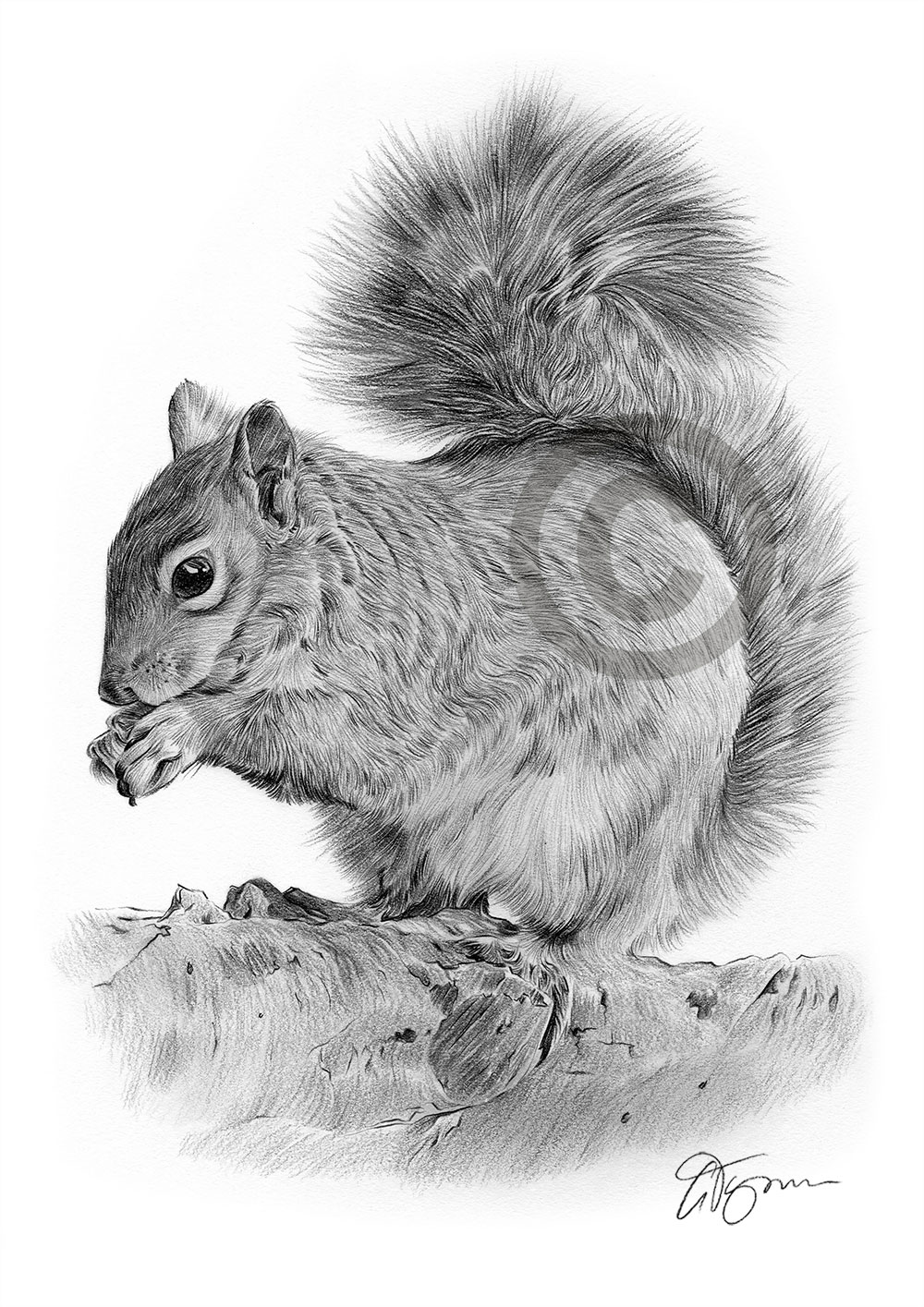 Pencil drawing of a young grey squirrel by UK artist Gary Tymon
