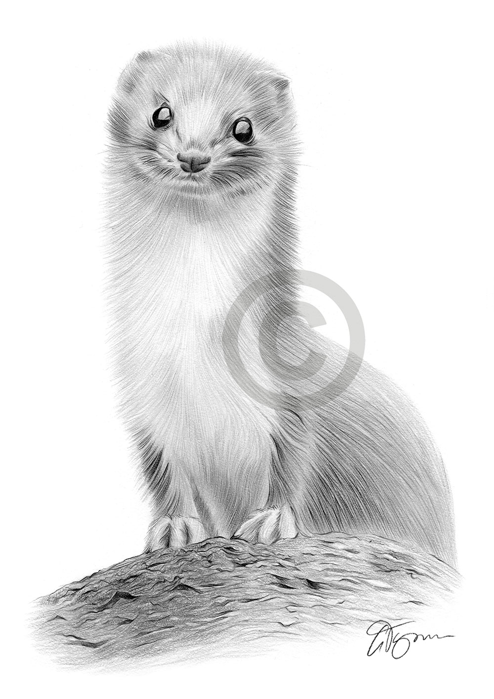 Pencil drawing of a weasel by artist Gary Tymon