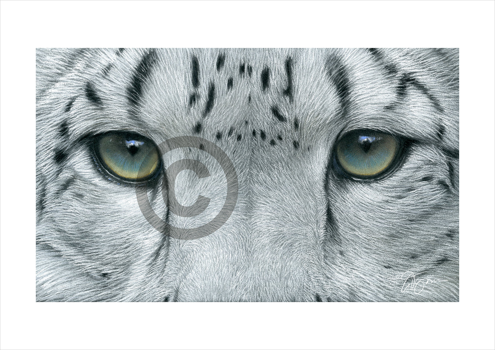 Colour pastel drawing of a Snow Leopard's eyes by artist Gary Tymon