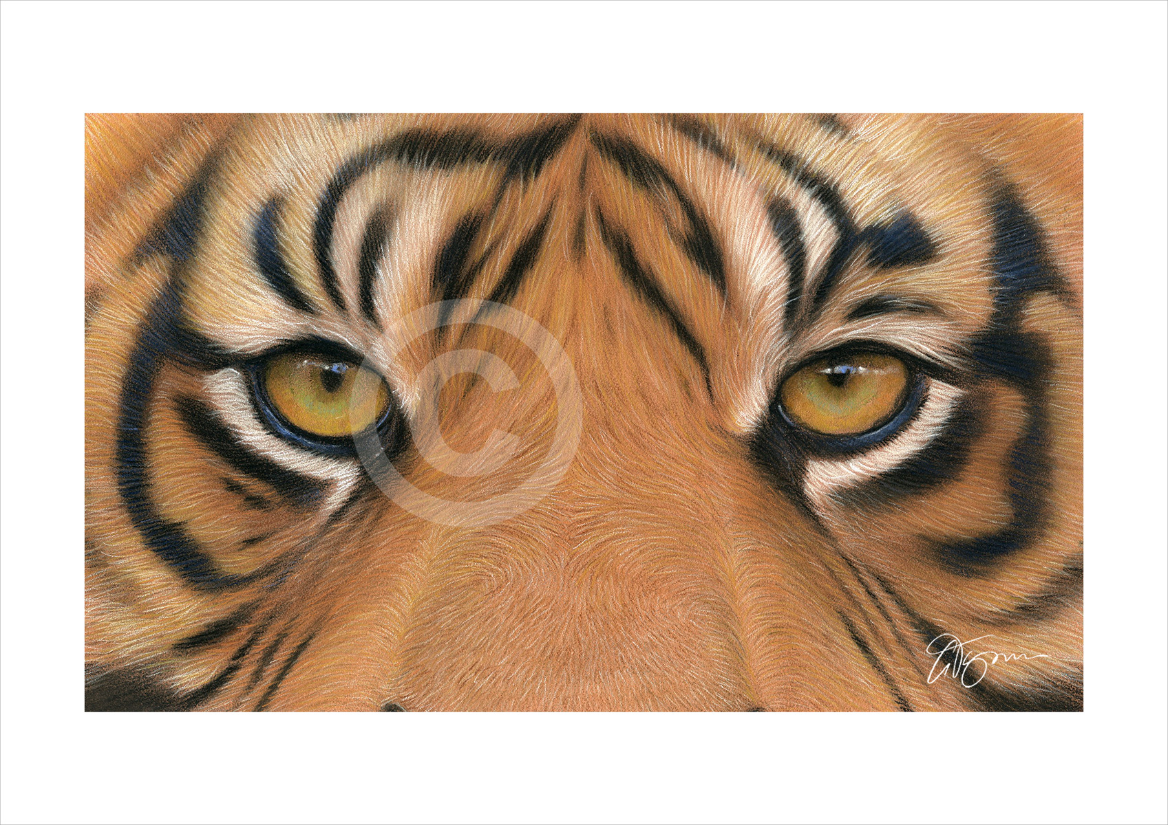 Colour pastel drawing of a Bengal Tiger's eyes by artist Gary Tymon