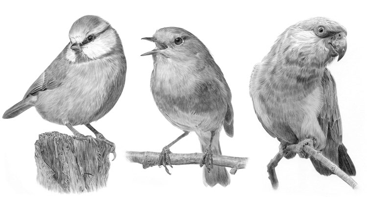 Print gallery for pencil drawings of birds