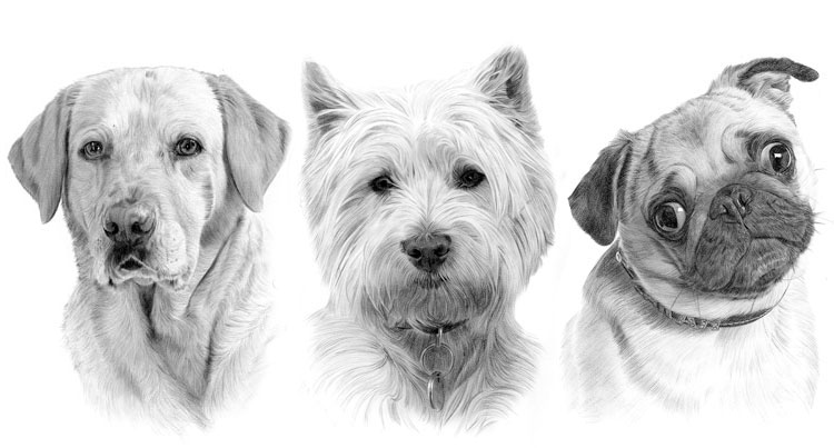Print galleries for pencil drawings of dogs
