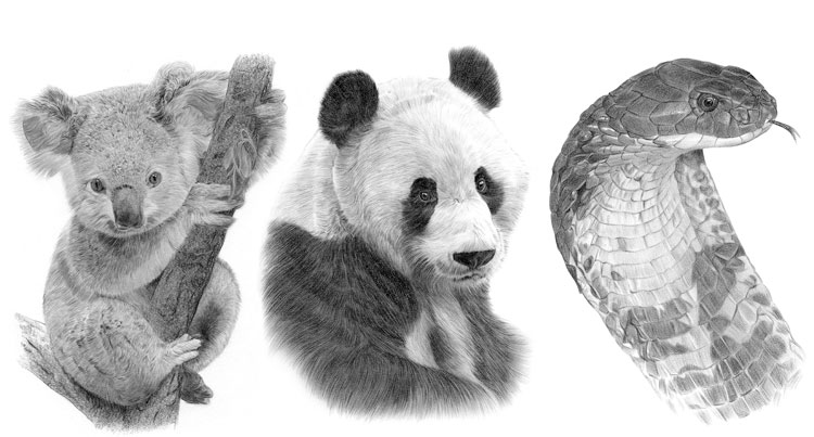 Print gallery for pencil drawings of various animals