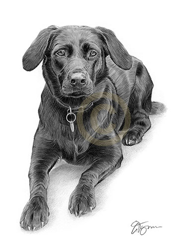Pet portrait of a black labrador