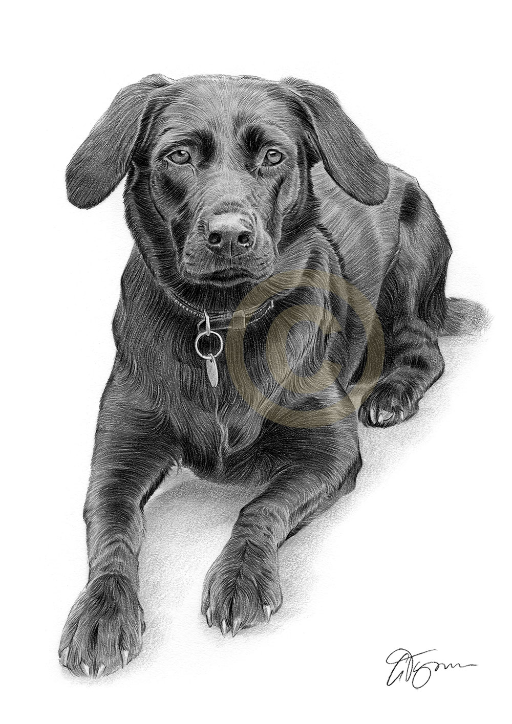 Pet portrait commission of a black labrador by artist Gary Tymon