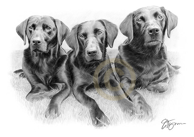 Pencil drawing commission of three black labradors