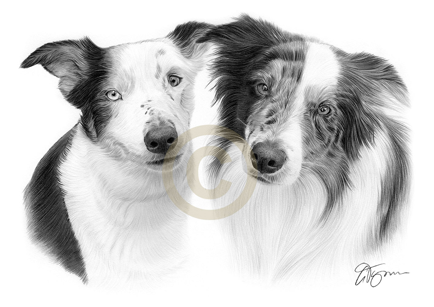 Pet portrait commission of two blue merle border collies called Juno and Ollie by artist Gary Tymon