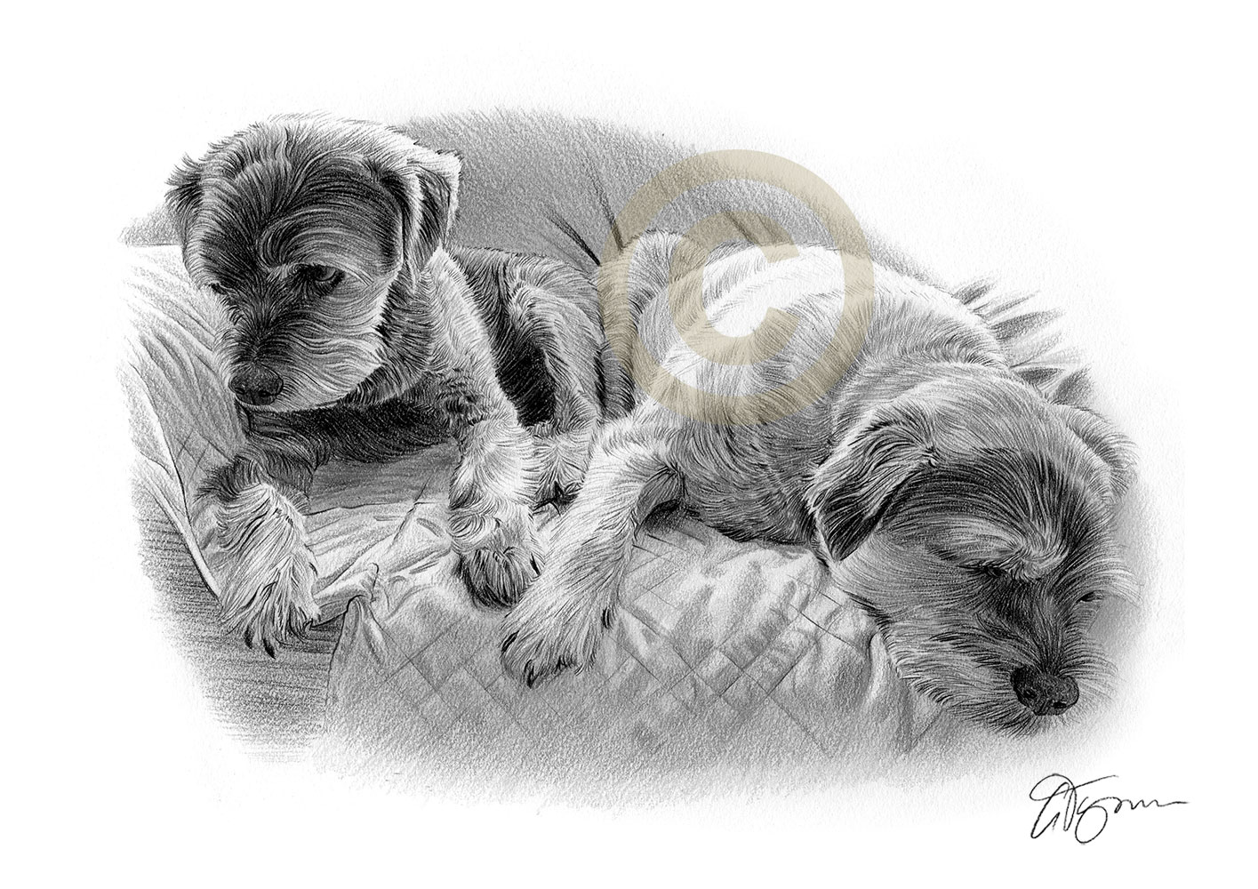 Pet portrait commission of two border terriers by artist Gary Tymon