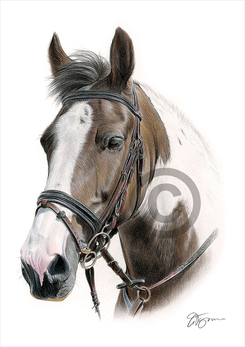 Pencil drawing commission of a brown horse by artist Gary Tymon