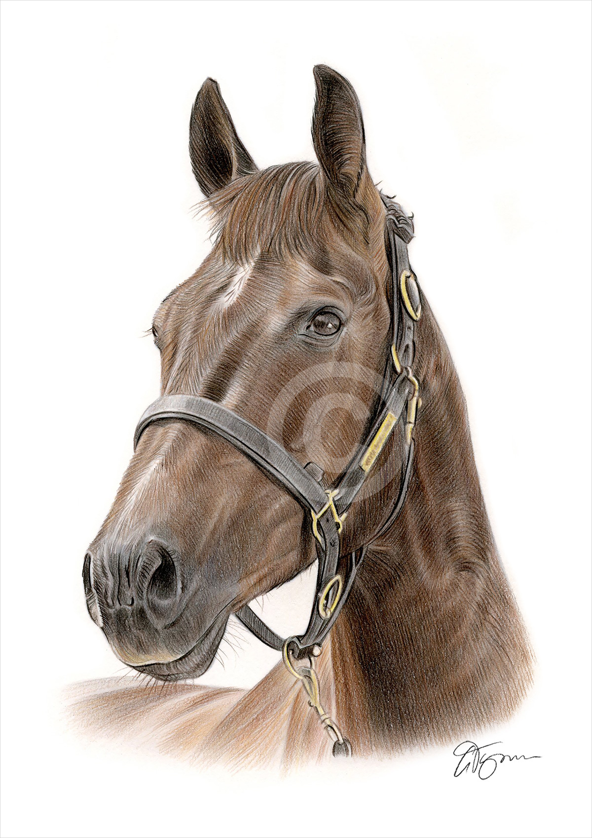 Pencil portrait commission of a brown horse by artist Gary Tymon