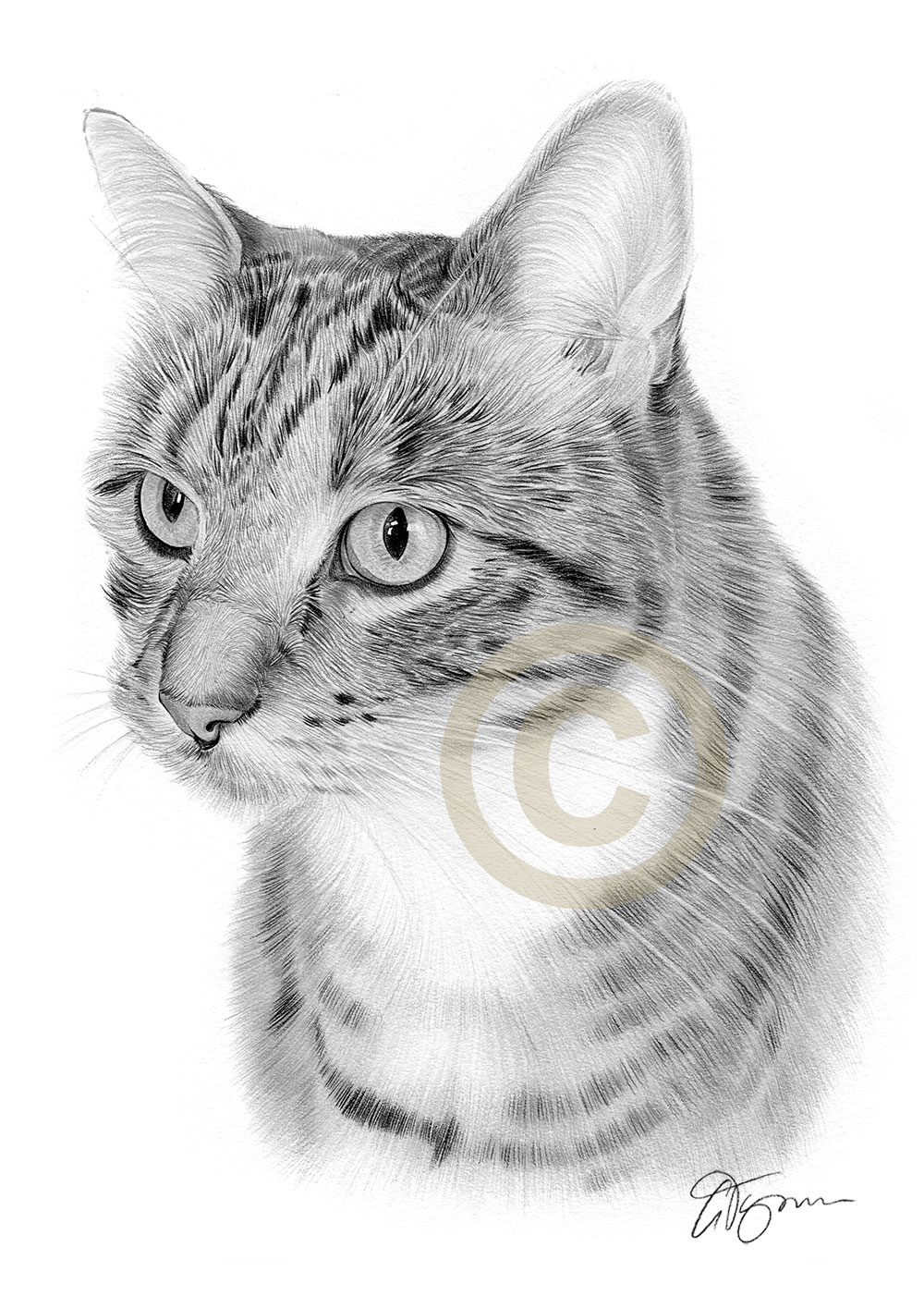Pet portrait commission of a cat by artist Gary Tymon