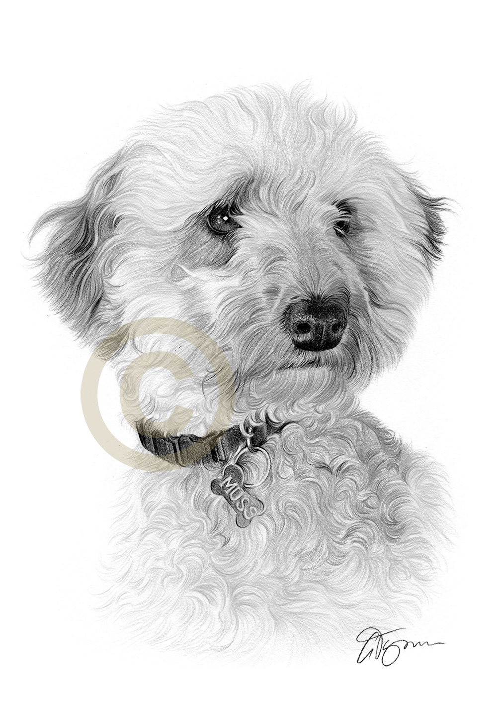 Pet portrait commission of a cavoodle called Moss by artist Gary Tymon