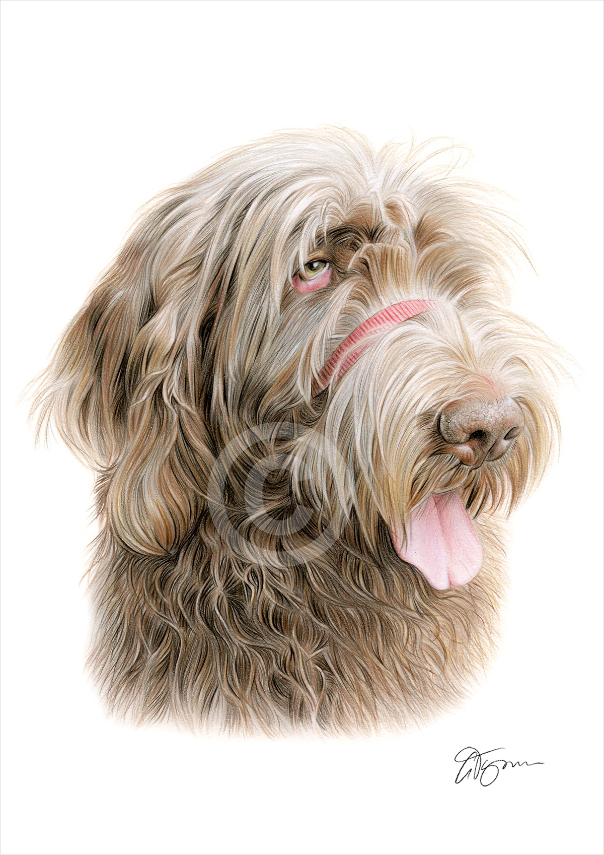 Pencil portrait commission of a dog called Mosto by artist Gary Tymon