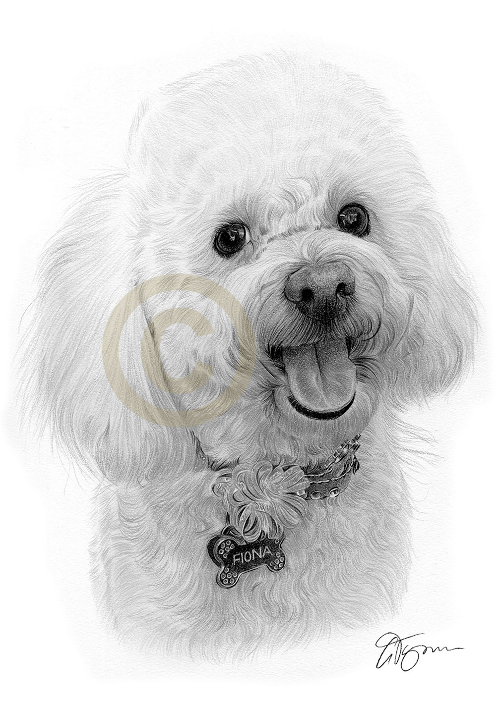 Pencil drawing commission of a dog called Fiona by artist Gary Tymon