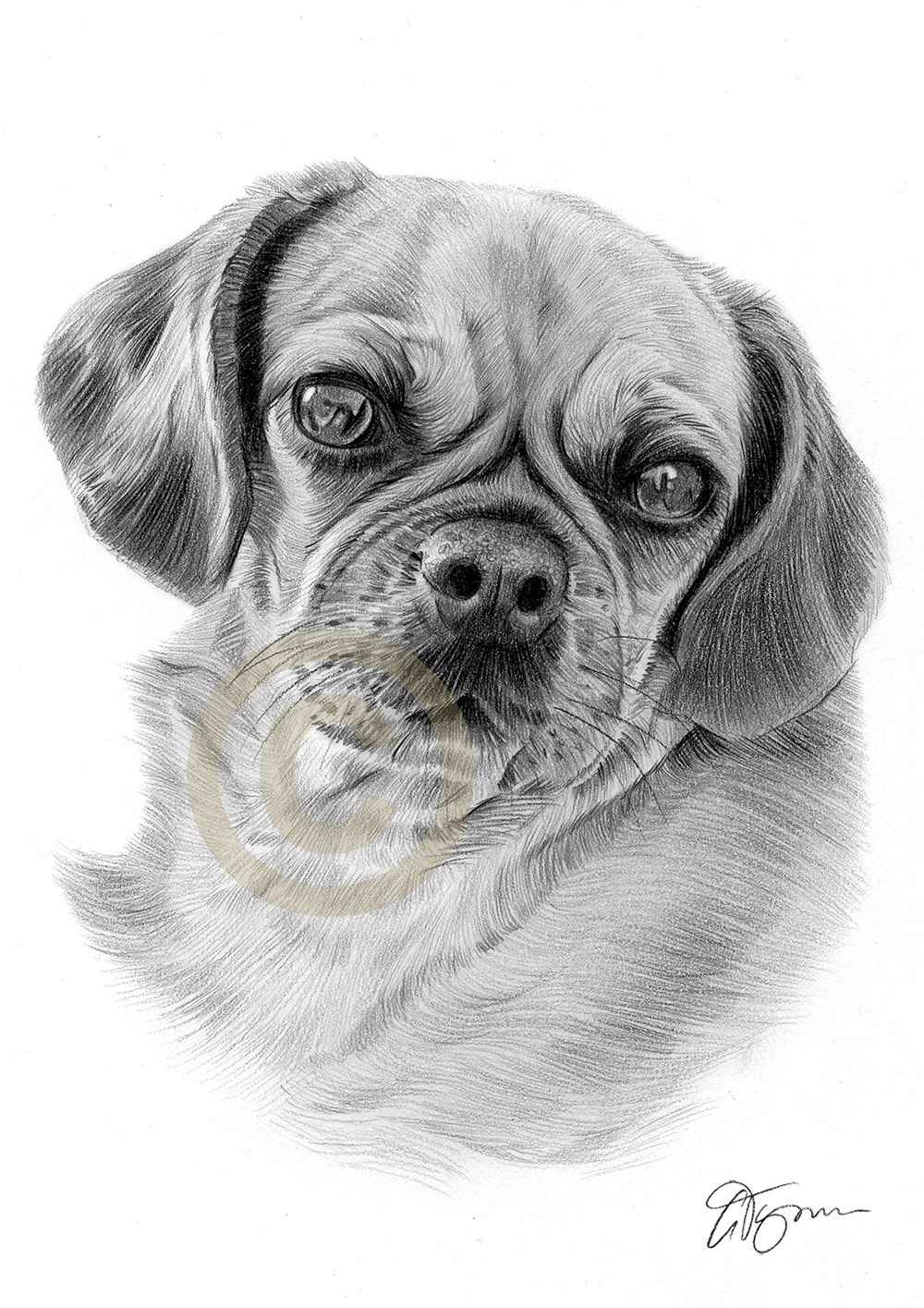 Pet portrait commission of a dog called Pea by artist Gary Tymon