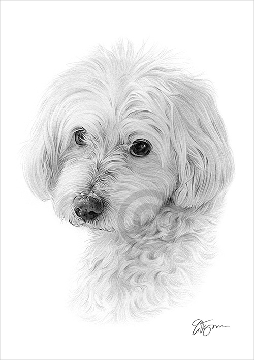 Pet portrait commission of Dolce