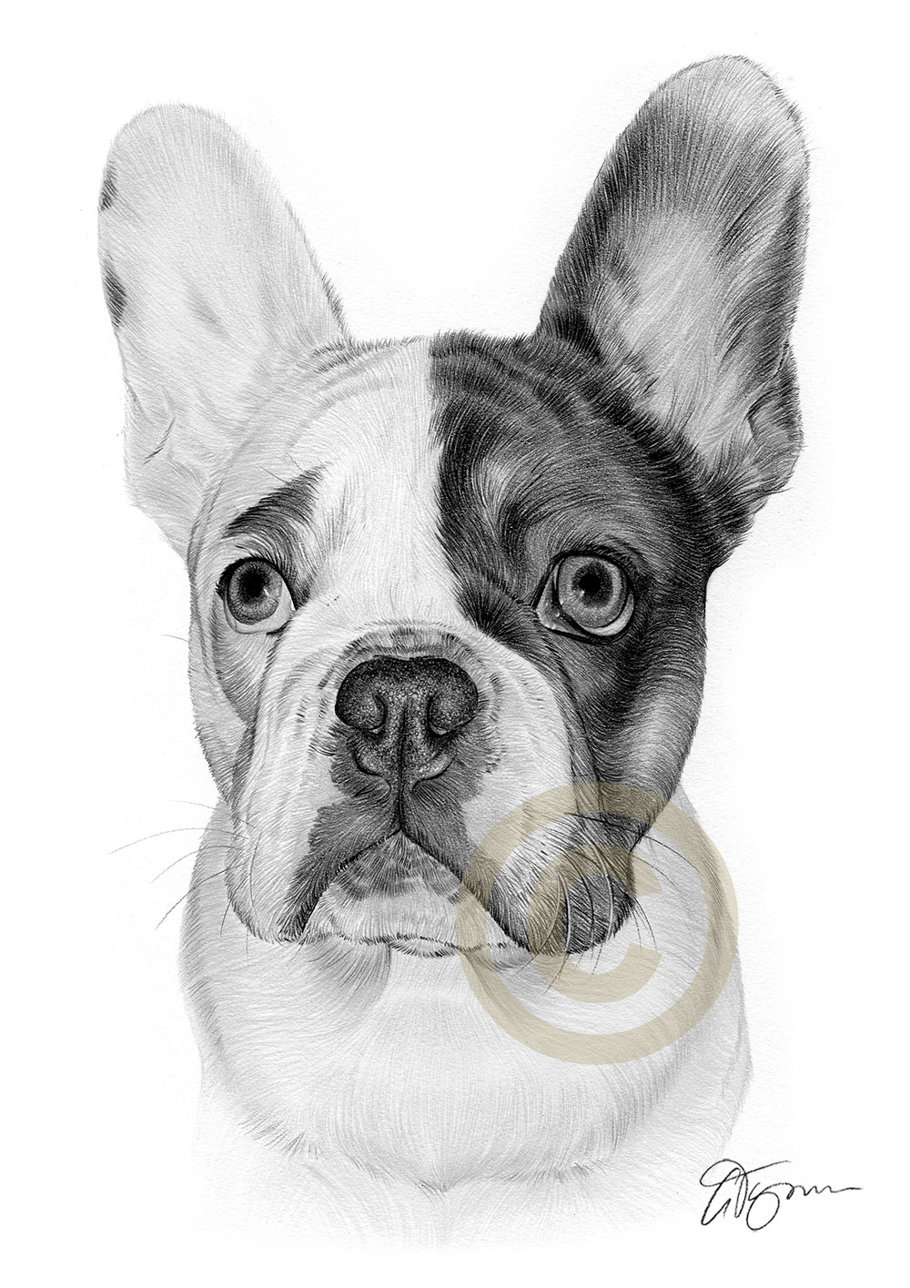 Pet portrait commission of a french bulldog by artist Gary Tymon