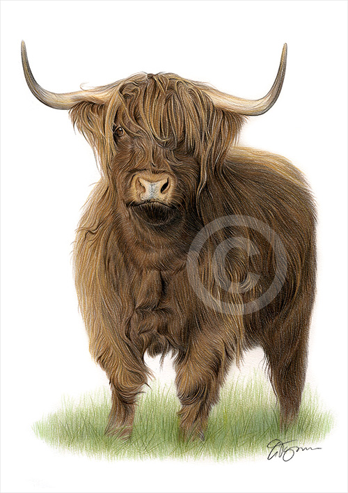Pencil drawing commission of a highland cow