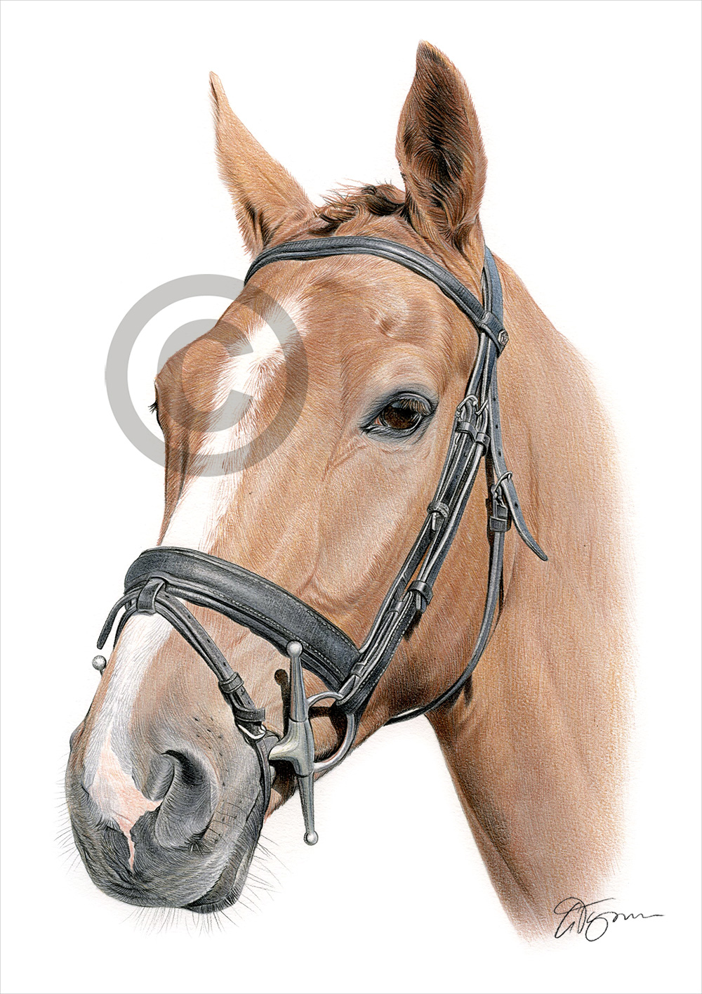Pencil drawing commission of a horse in colour by artist Gary Tymon