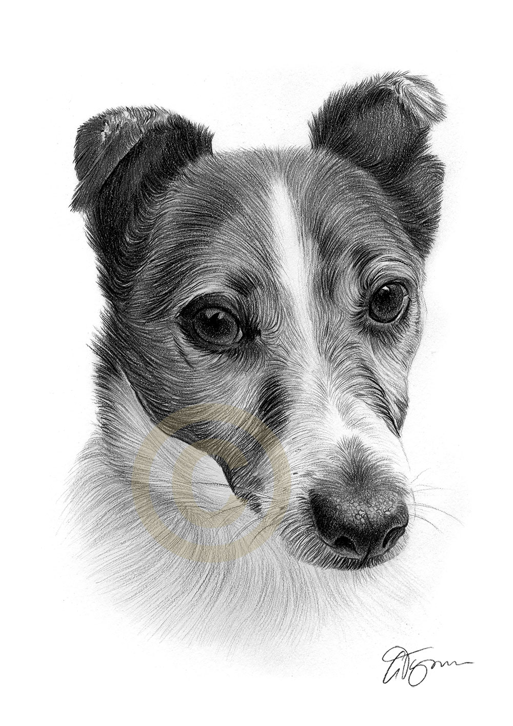 Pet portrait commission of a jack russell terrier called Harvey by artist Gary Tymon
