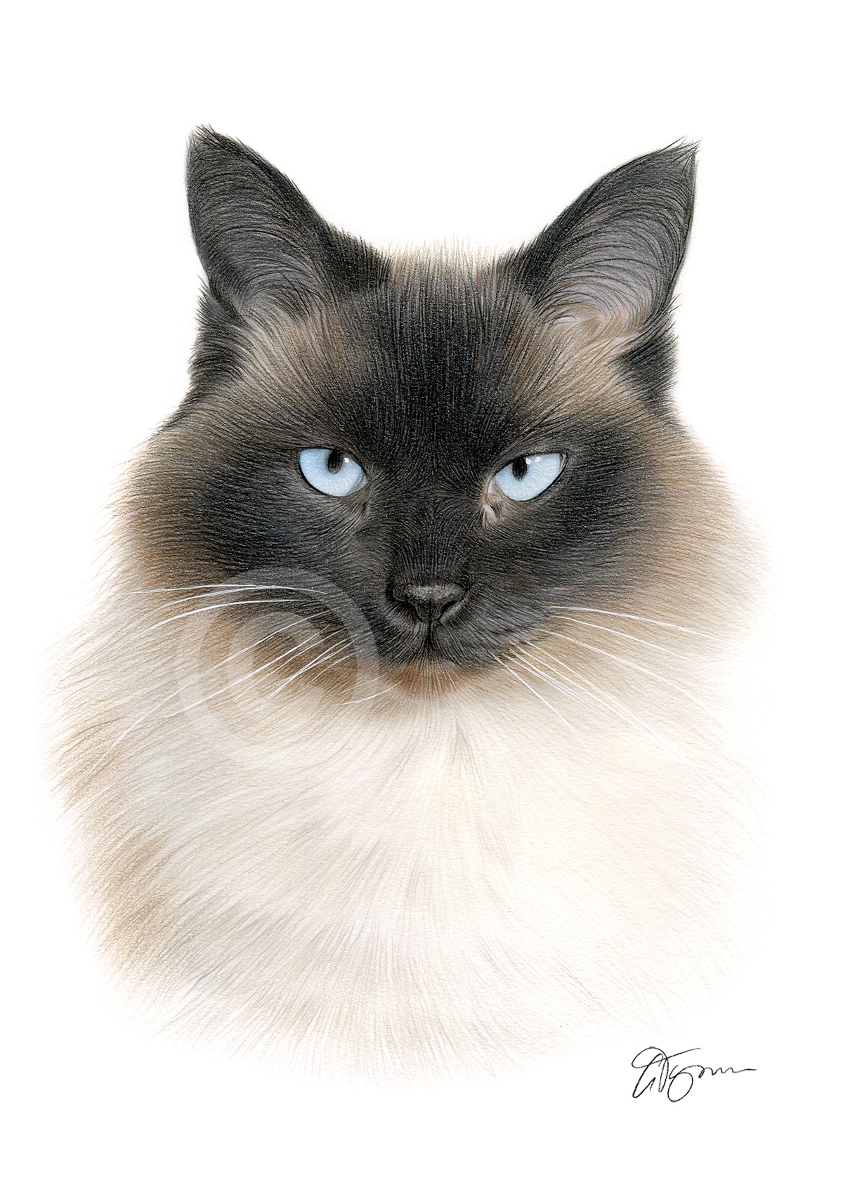 Pencil portrait commission of Jazmine by artist Gary Tymon