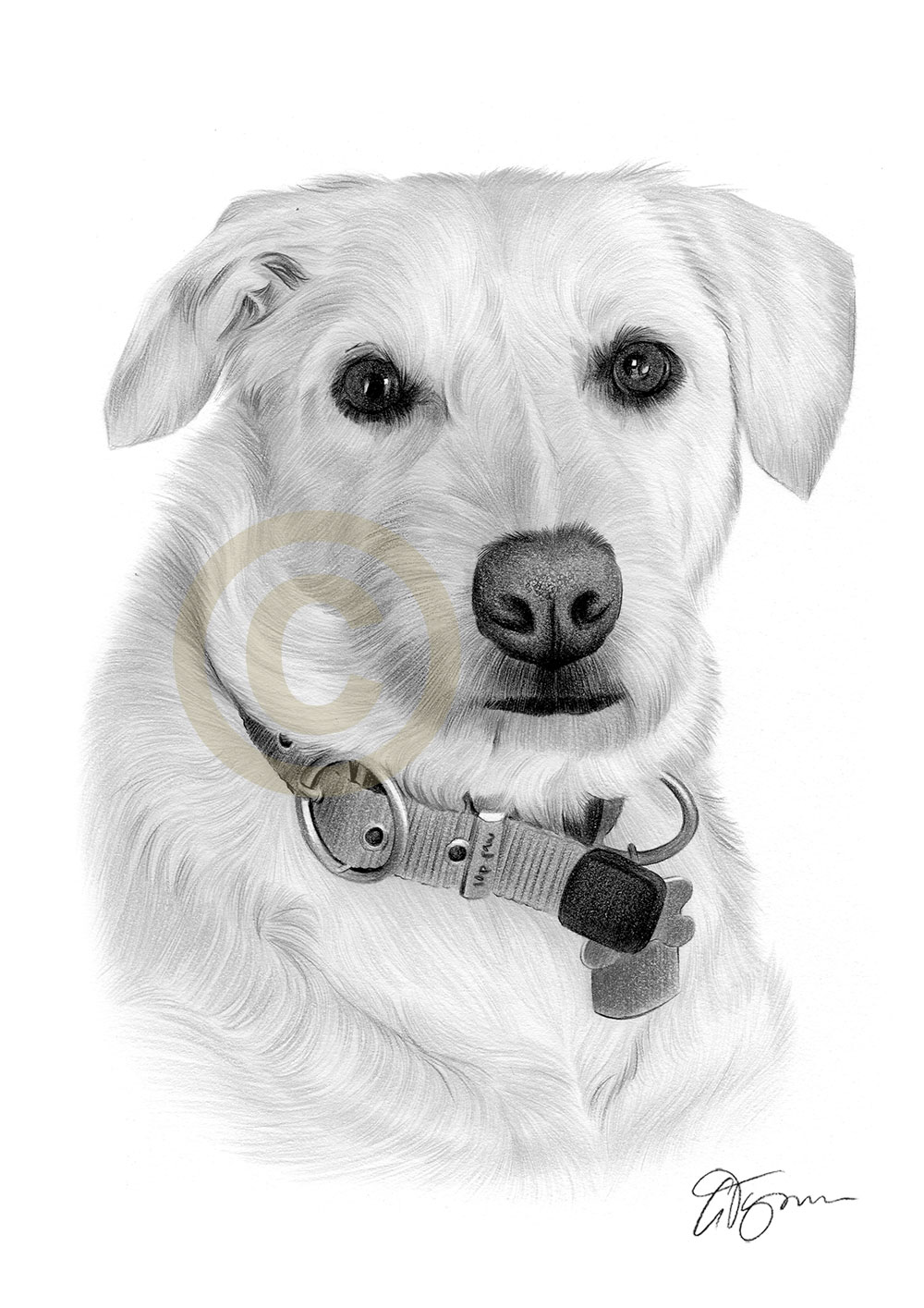 Pencil drawing commission of a labrador called Nala by artist Gary Tymon