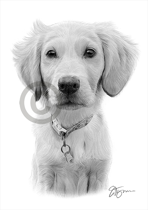 Pencil drawing artwork of a labrador puppy