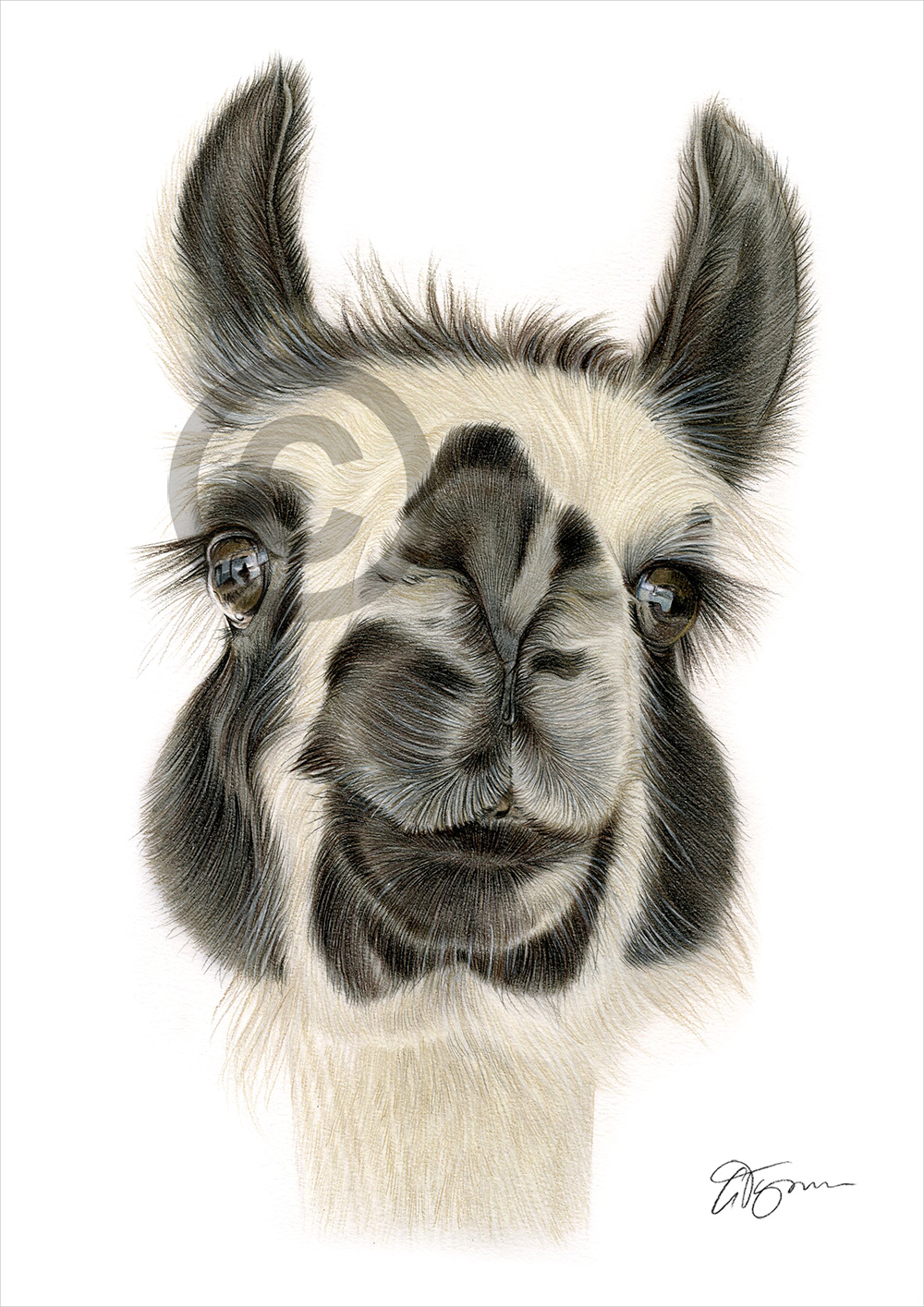 Pencil drawing commission of a llama by artist Gary Tymon