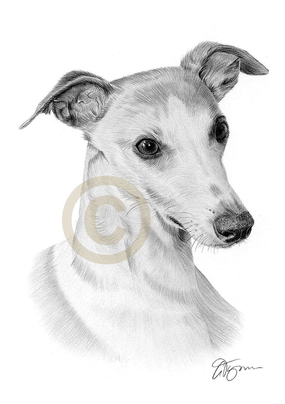 Pencil drawing commission of a whippet called Misty by artist Gary Tymon