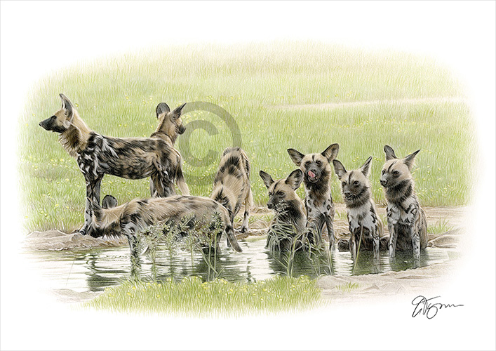 Pencil drawing commission of a group of painted dogs