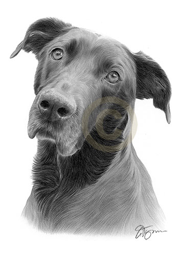 Pet portrait of a rescue dog called Raikan