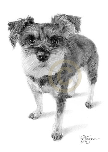 Pencil portrait of a schnauzer puppy