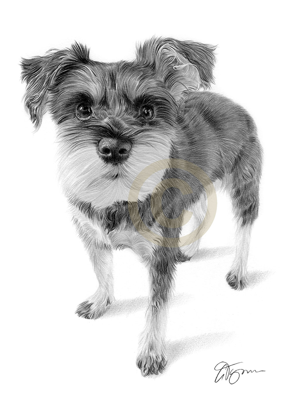 Pencil drawing commission of a schnauzer puppy by artist Gary Tymon