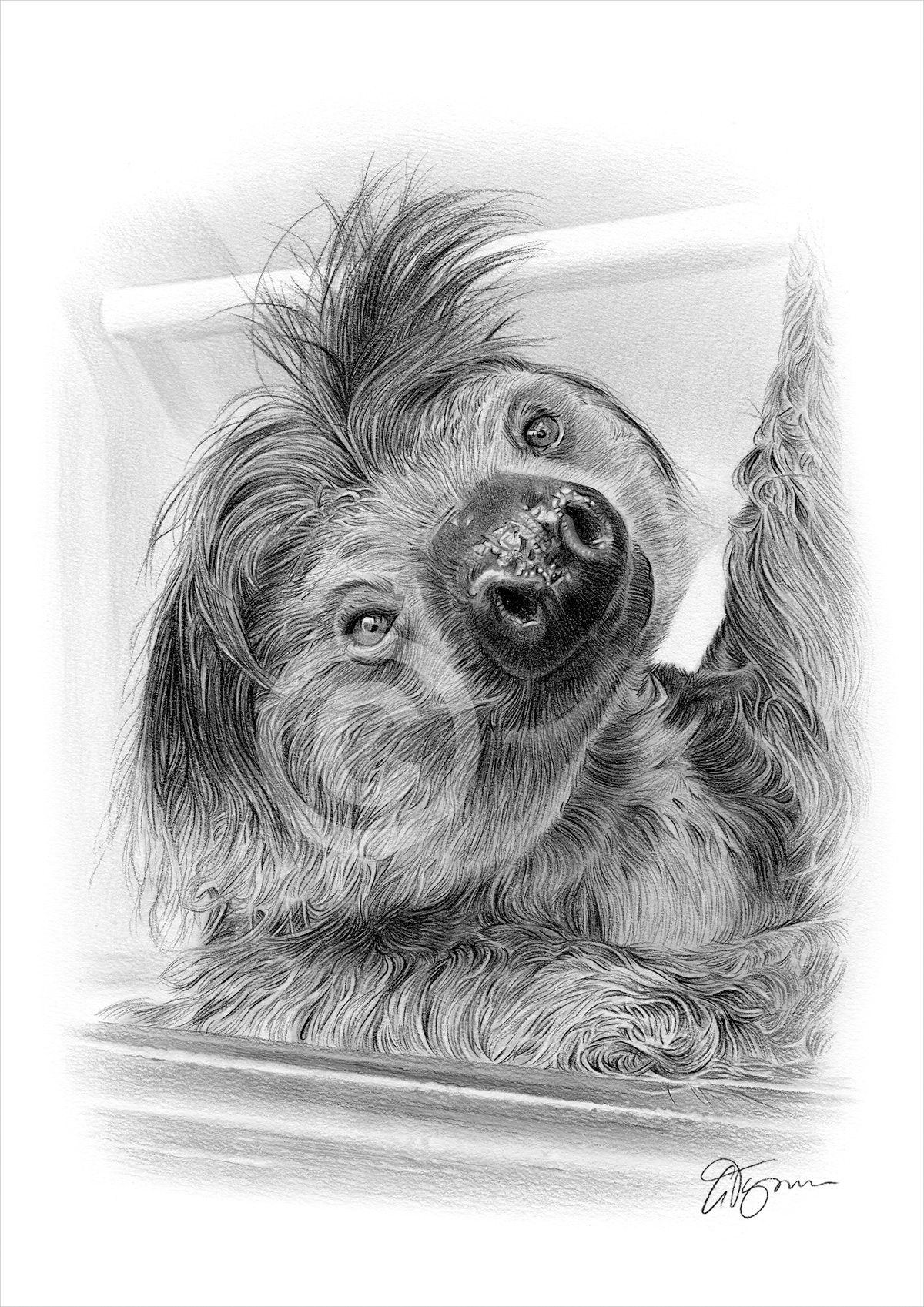 Pencil drawing commission of a sloth by artist Gary Tymon