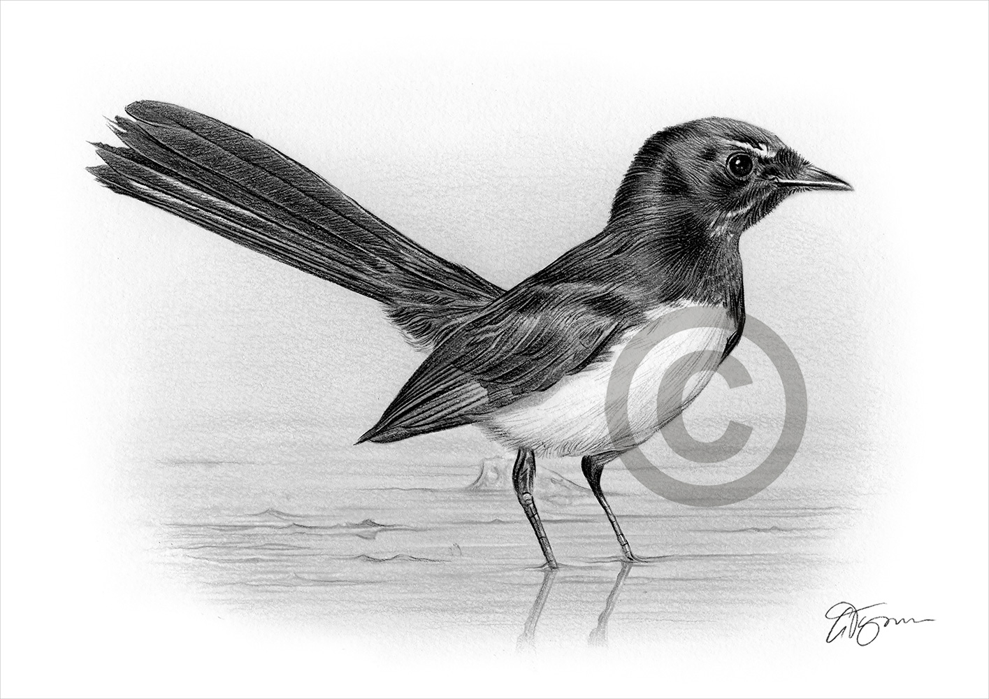 Pencil drawing commission of a small bird by artist Gary Tymon