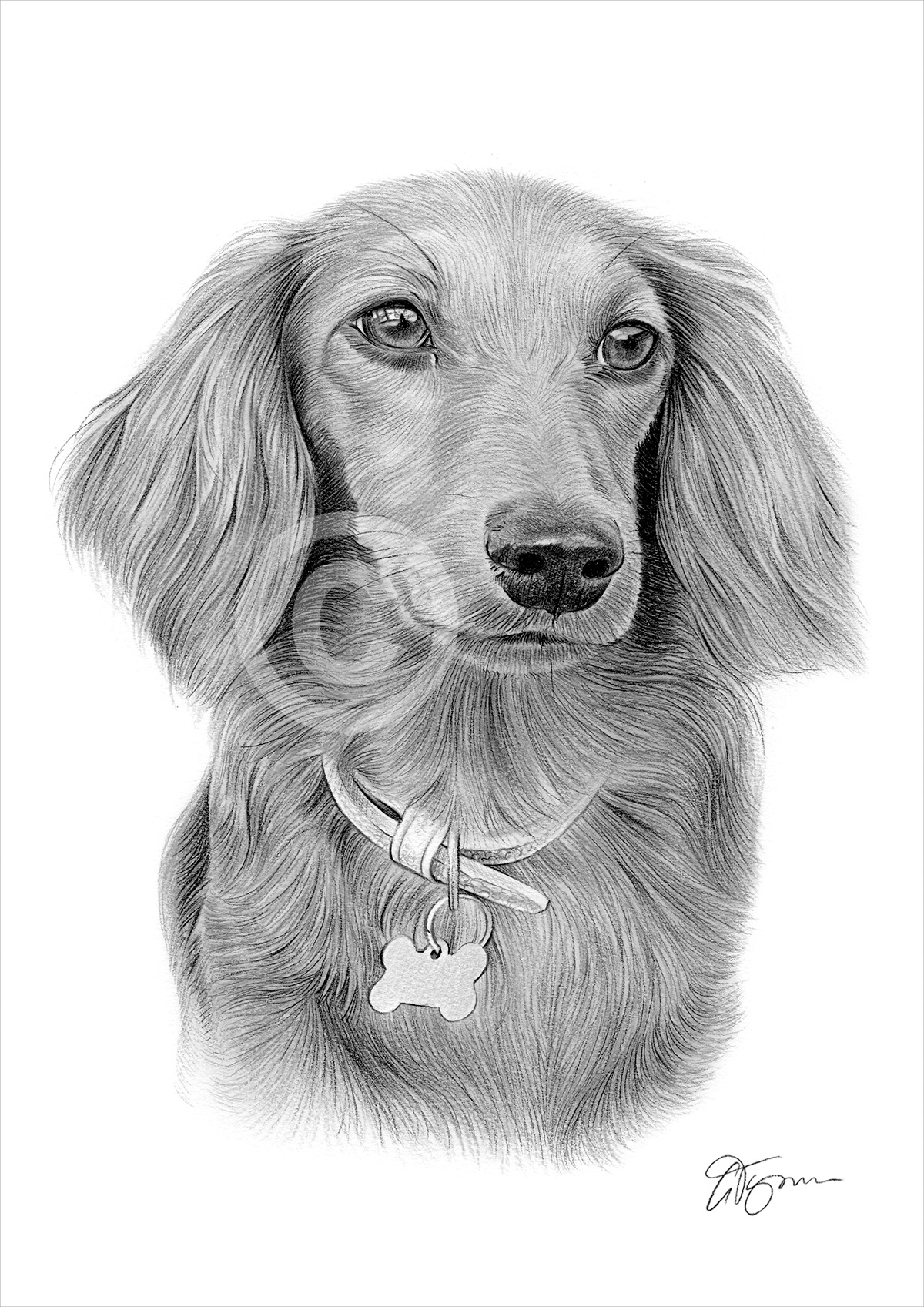 Pencil drawing commission of a young spaniel by artist Gary Tymon