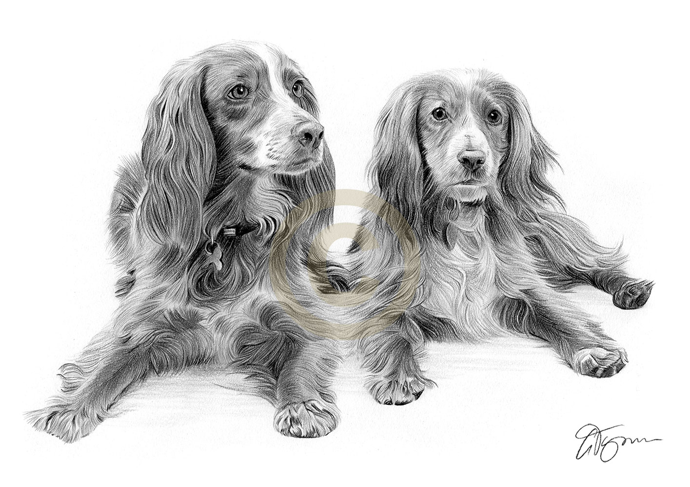 Pencil drawing commission of two spaniels by artist Gary Tymon