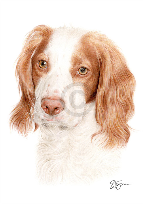 Pet portrait of a Springer Spaniel