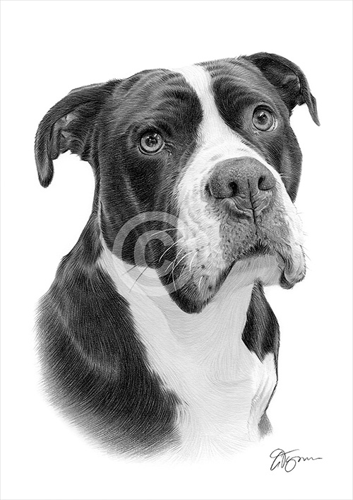 Pencil drawing commission of a Alapaha Blue Blood Bulldog