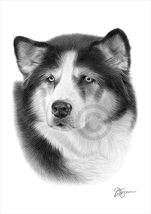 Pencil drawing commission of a dog